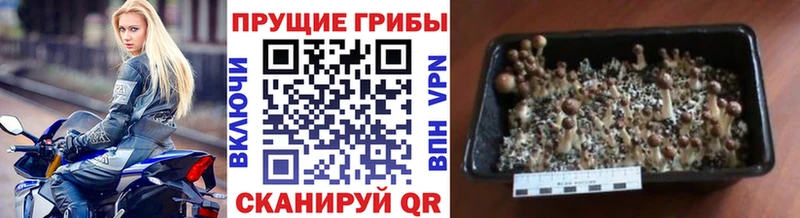 Галлюциногенные грибы Cubensis  купить  цена  кракен вход  Власиха 